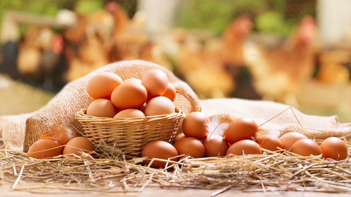 Science Reveals 5 Adverse Consequences of Excessive Egg Consumption