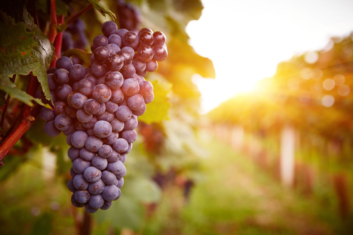 Discover the Profound Advantages of Consuming Grapes Supported by Scientific Research