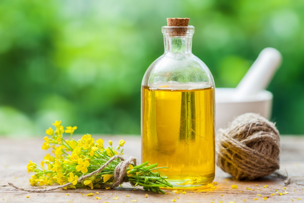 Examining the Health Impact of Canola Oil: Unveiling 9 Potential Side Effects