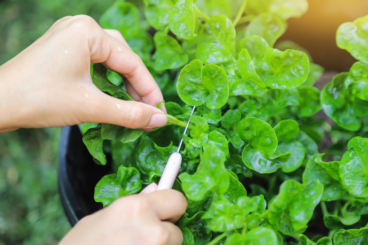 The Effects on Your Body When Consuming Watercress, the Vegetable Considered the Healthiest in the World