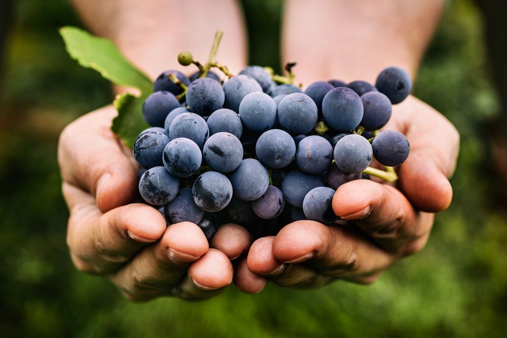 Is Weight Loss Possible with Grape Consumption?